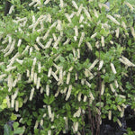 Itea Henrys Garnet Itea Henrys Garnet image3 3