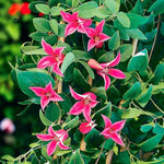 Clematis Princess Diana  2