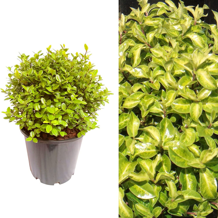 Pittosporum tenuifolium 'Golden Ball' Pittosporum tenuifolium 'Golden Ball' image1 2