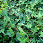 Autumn Flowering & Foliage Plant Mix  5