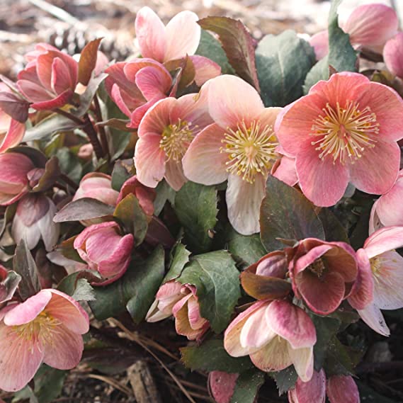 Helleborus Pink Marble 81wbQ01GUeL._AC_SX569_ 4