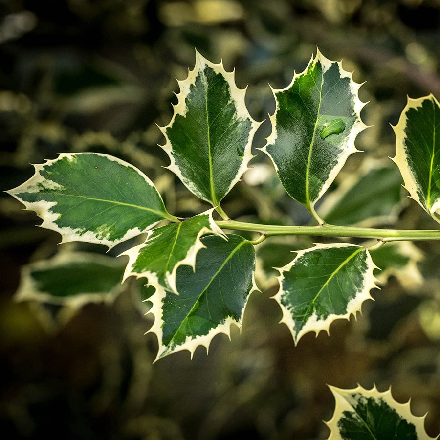Ilex aquifolium Handsworth New Silver 81wiEq96N3L._AC_SL1500_ 2