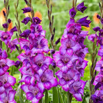 Gladiolus Bulbs Kim  3