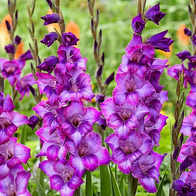 Gladiolus Bulbs Kim  3
