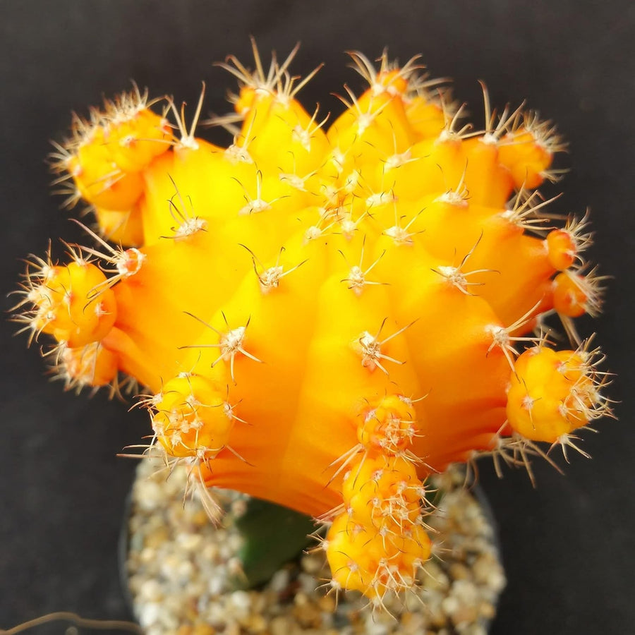 Gymnocalycium Mihanovichii Moon Cactus in 10.5cm Pot Gymnocalycium Mihanovichii Moon Cactus in 10.5cm Pot image3 3