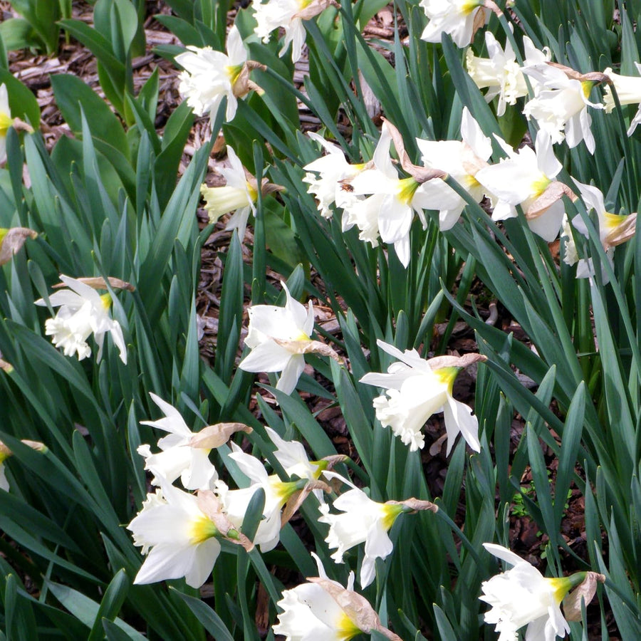 Narcissus Mount Hood White Daffodil Bulbs  3