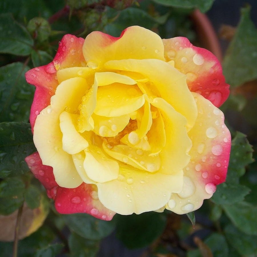 Rose Bush 'Masquerade' Rose Bush 'Masquerade' image1 1