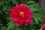 Tree Peony  3