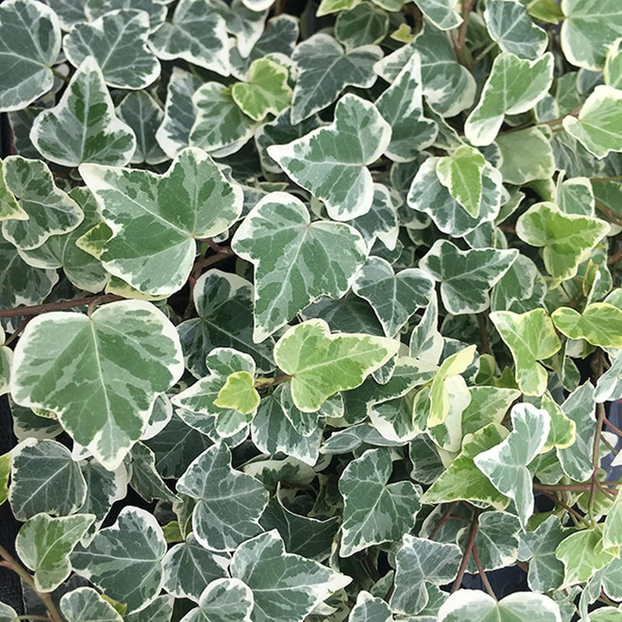 Autumn Flowering & Foliage Plant Mix  6