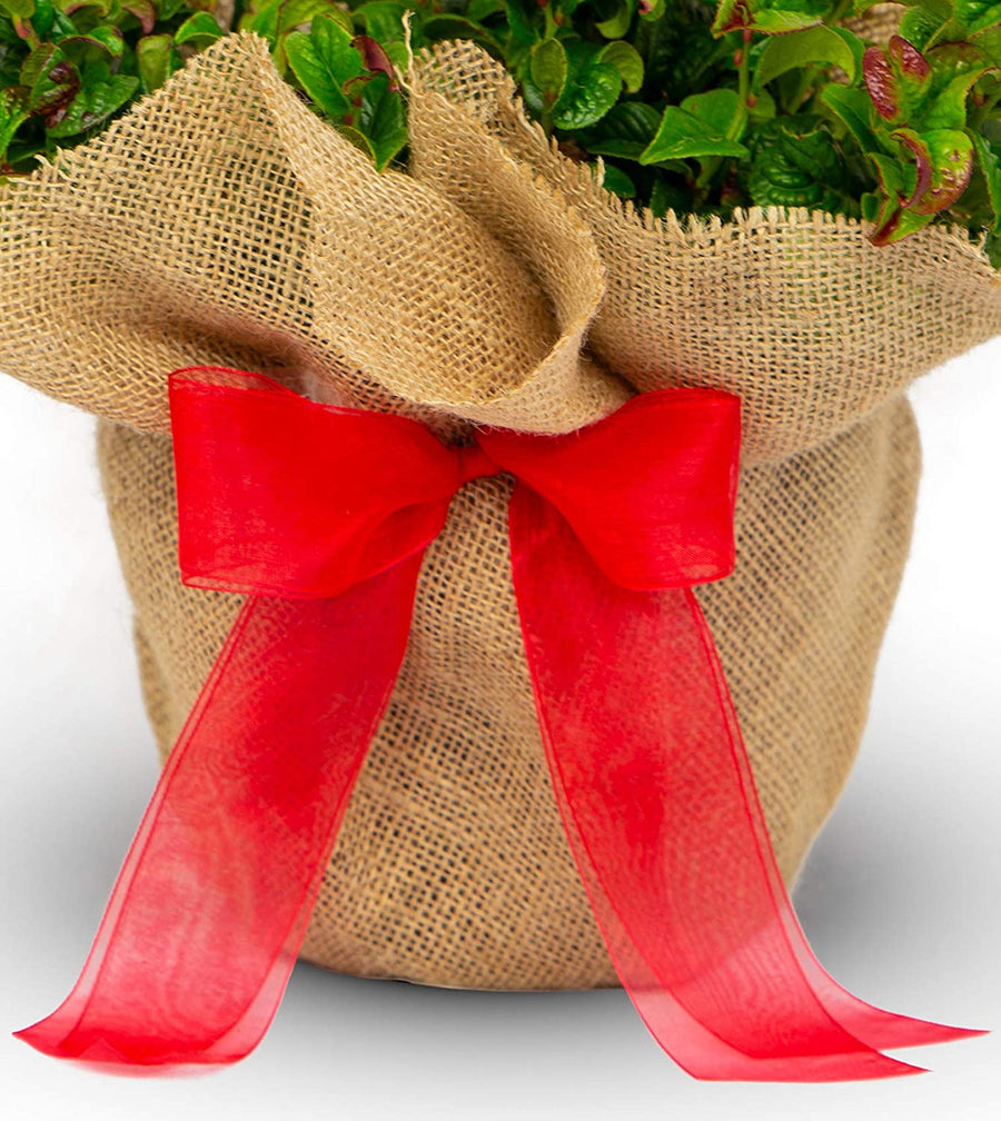 Leucothoe Curly Ruby Red 40th Wedding Gift Wrapped Plant Leucothoe Curly Ruby Red - 40th Wedding Gifts image2 3