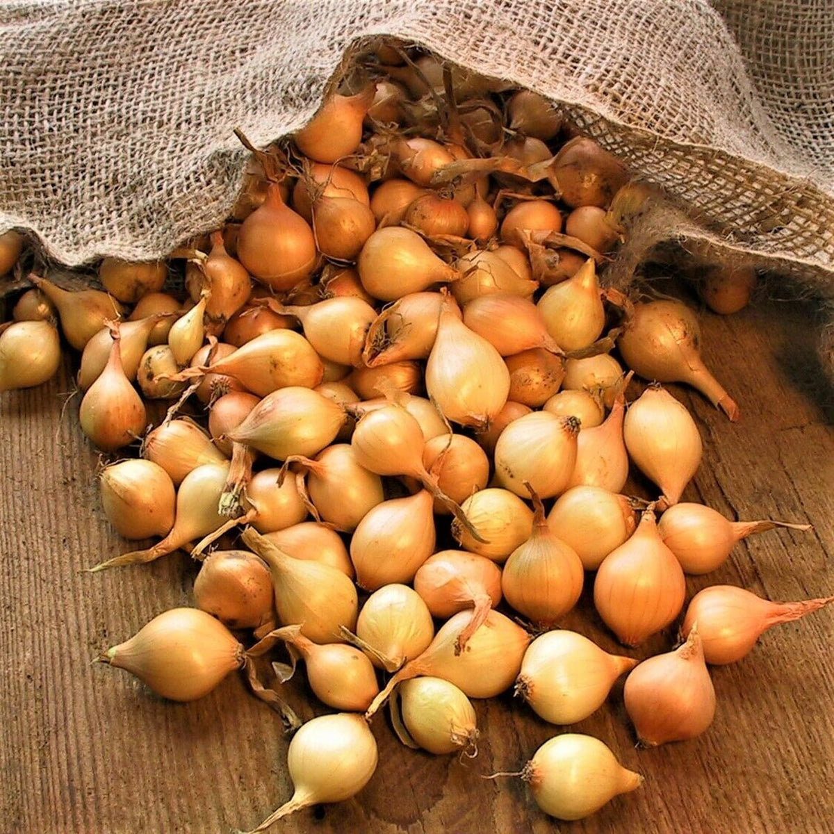 Onion Sets Centurion