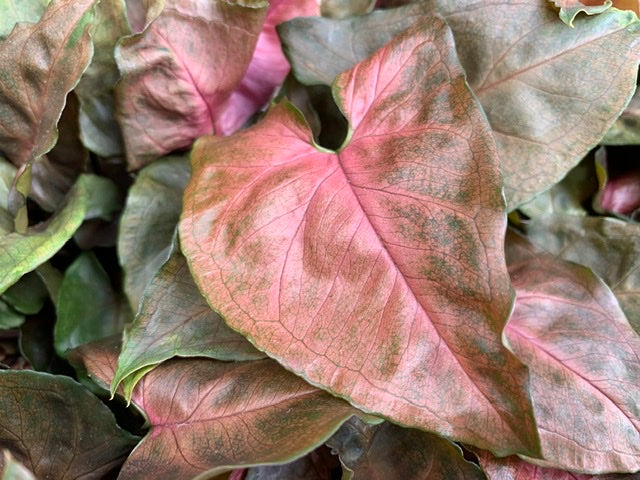 Syngonium Maria in 6cm Pot 82616B2B-A050-42CE-8A37-48350DDA8CAD 1