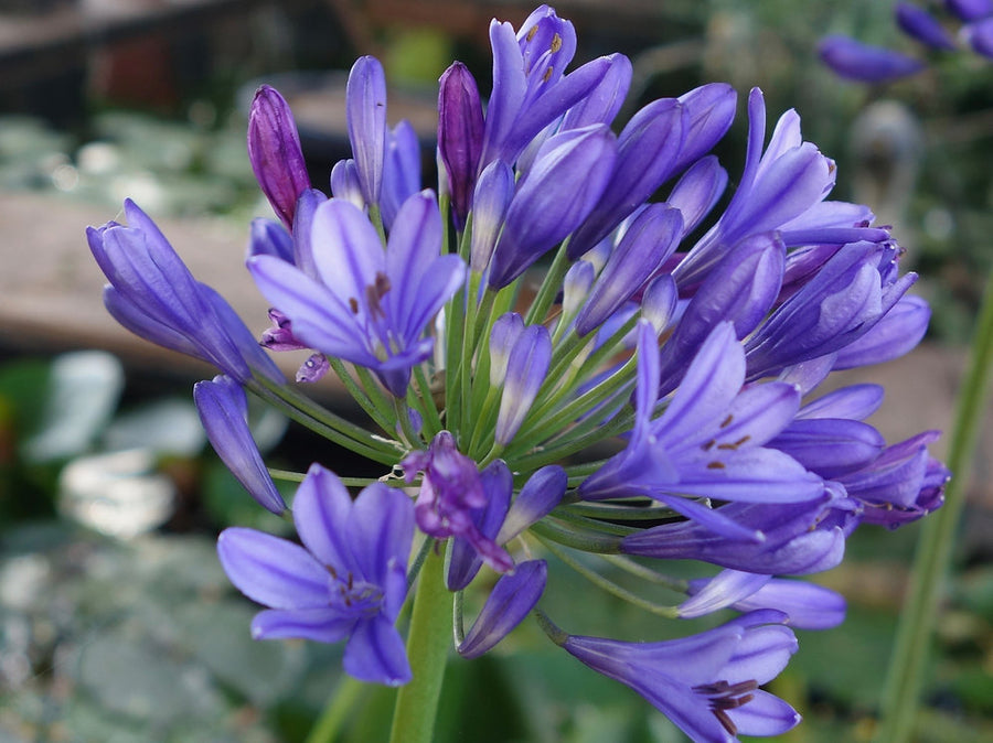 Agapanthus Brilliant Blue - African Lily 839144_18d656edd9584e0091723b07ede3802c_mv2_d_2834_2495_s_4_2 3