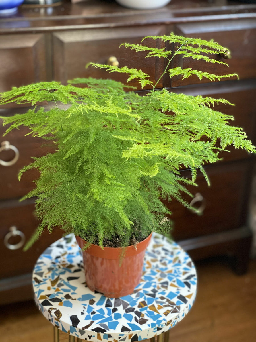 Foliage Indoor Mix Plants 8570d18e416505a16a6d79b107ffdb35 3