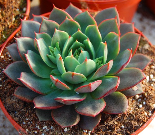 Echeveria 'Parva' 8575413496_f51367fc92 3