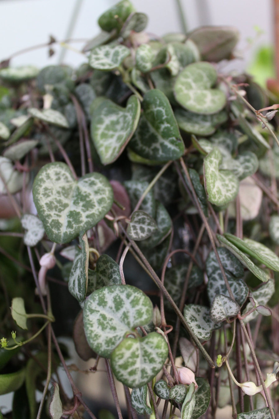 String of Hearts Plant - Ceropegia Linearis Woodii 85c0c76fe9d8c1f7a89dcbd8342ae377 3