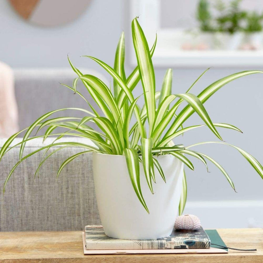 Spider Plant - Chlorophytum comosum 86bdc64b9534cd63f3d88fdbc51ca68c 1