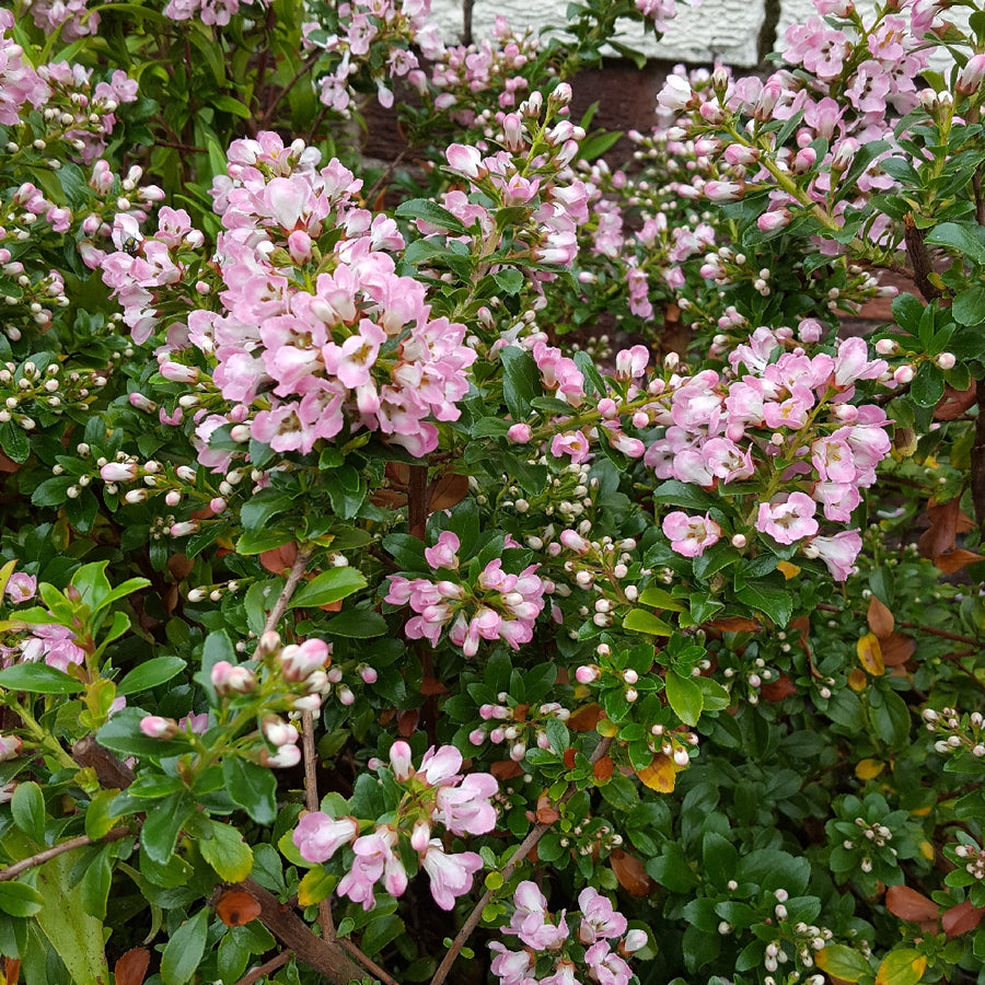 Escallonia Apple Blossom - Pink Shrub Escallonia 'Apple Blossom' image3 2