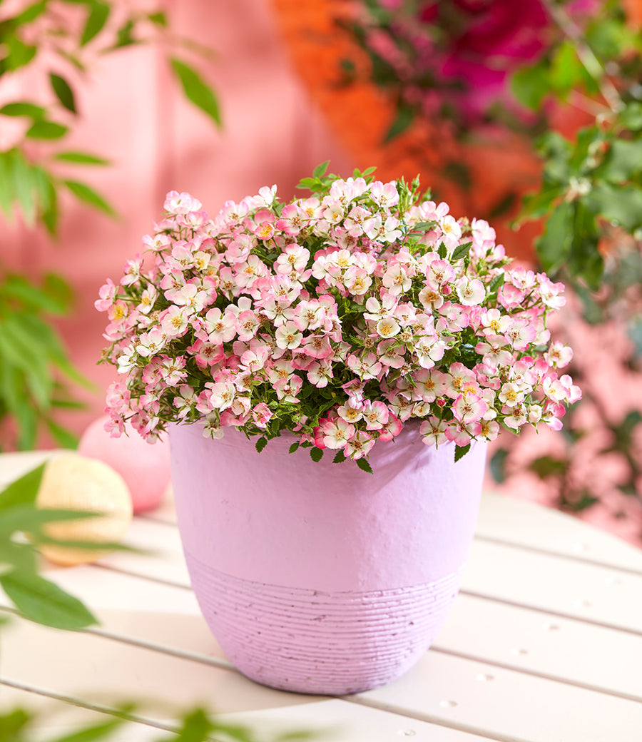 Miniature Rose Alpina Plant - Cutie Pie in 9cm Pot Minatare Rose Alpina Plant - Cutie Pie in 9cm Pot image2 2