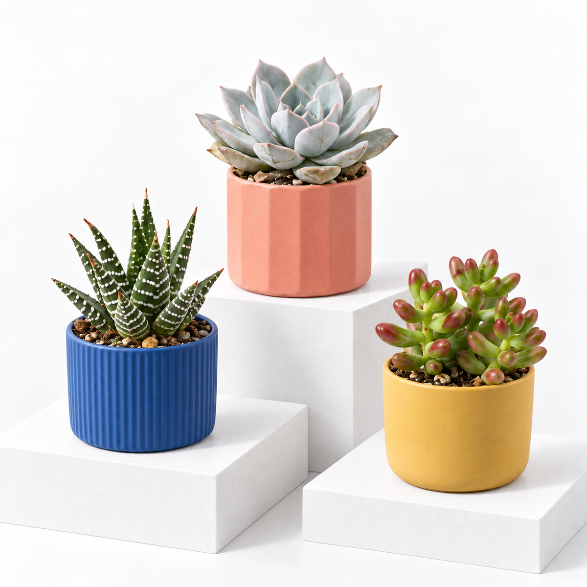 Mix Succulent Plants for Sale | Sets of 3, 5 or 10