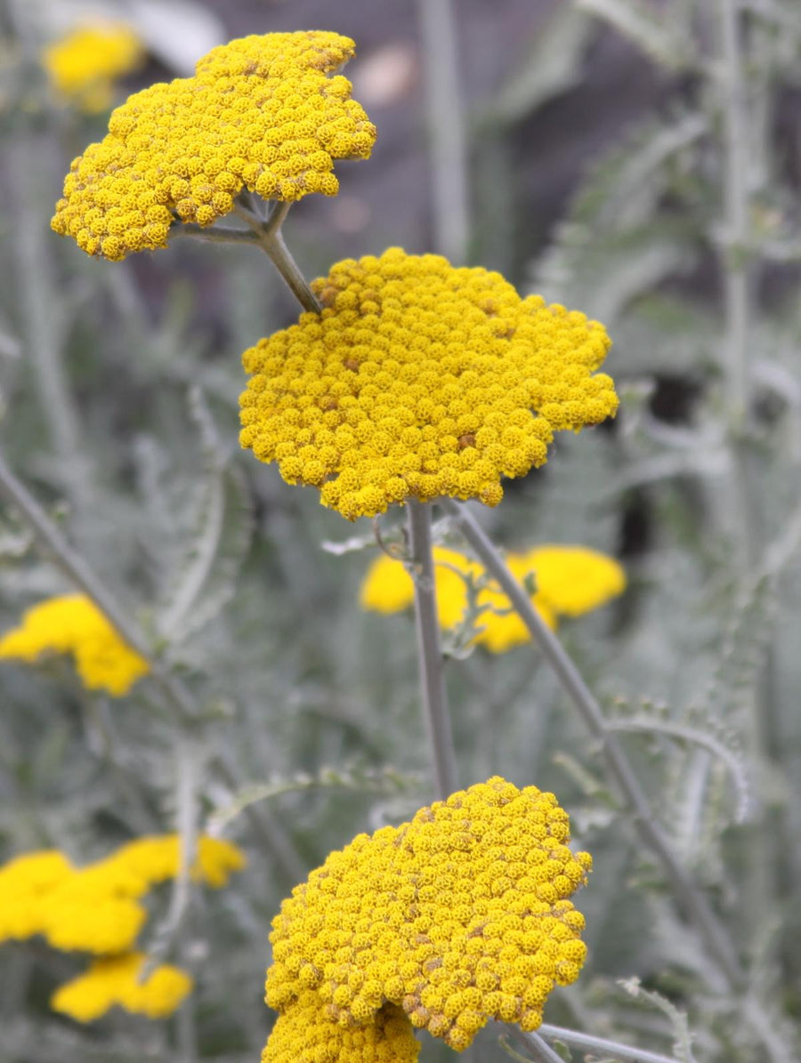 Achillea Yarrow - Coronation Gold 9048db8395896ee982fd59ebb0dce45b8a092aaa 4