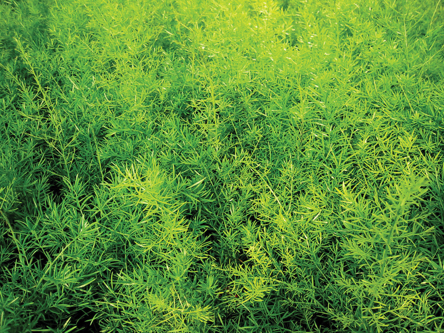 Asparagus Fern Sprengeri Houseplant 91345 4