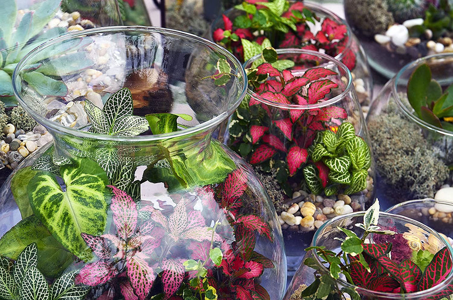 Terrarium Plant Mix 91776qqtKqL._AC_SL1500_ 1
