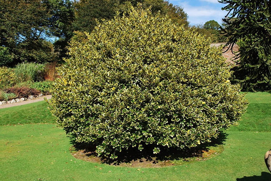 Ilex Altaclerensis Golden King 91T6INqf7TL._AC_SL1500_ 3