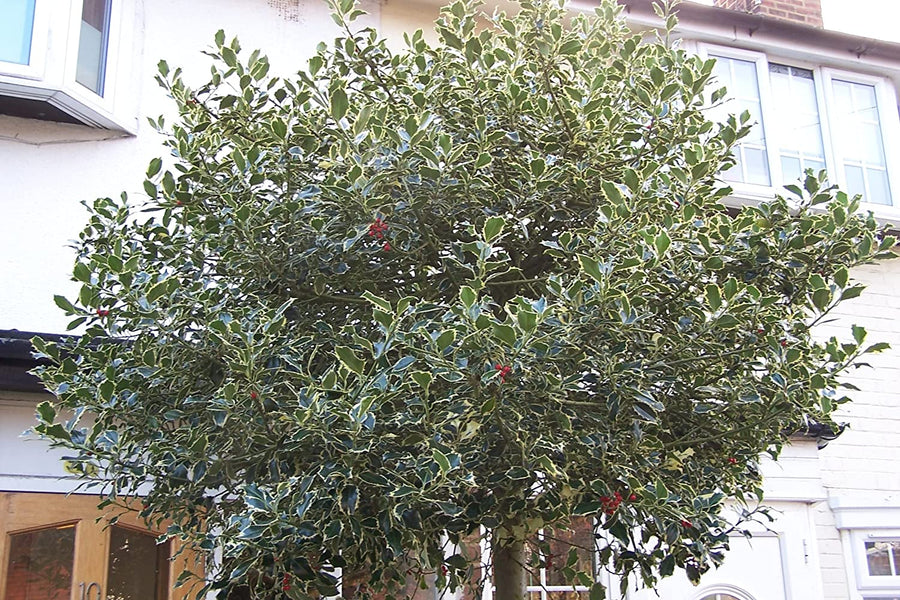 Ilex aquifolium Handsworth New Silver 91YgEjWsVNL._AC_SL1500_ 7