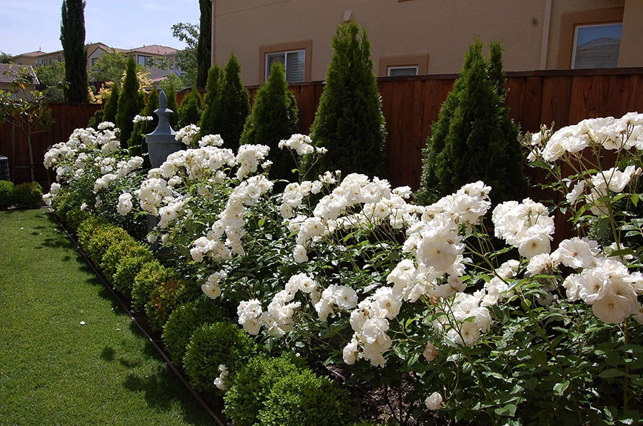 White Rose Bush - Iceberg 91cu+HJP0ML._AC_SL1500_ 5