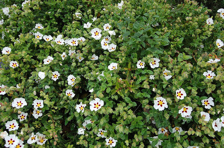 Cistus Snowfire - 2 Plants Cistus Snowfire - 2 Plants image2 2