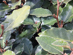 Elaeagnus Ebbingei Large Hedging Shrub  2