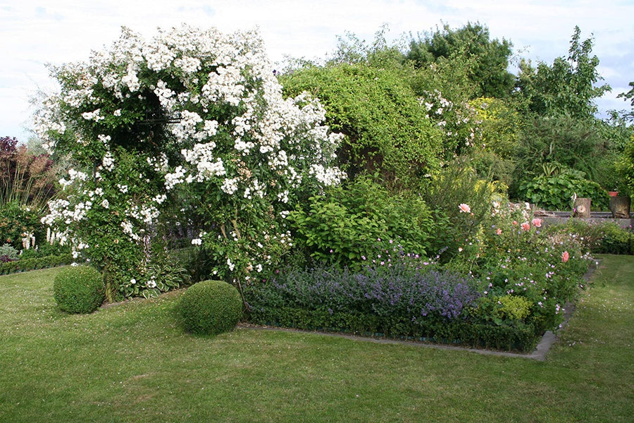 White Rose Bush - Guirlandes D'amour 91oVwj5yPcL._AC_SL1500_ 6
