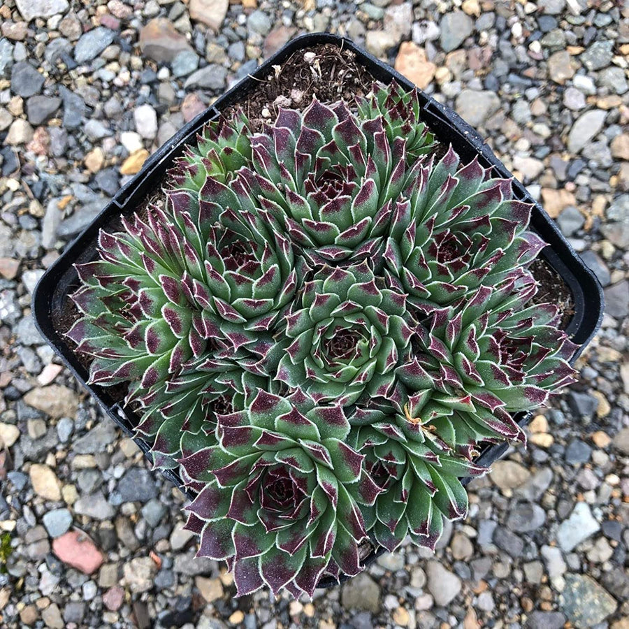 Sempervivum Mint Marvel Sempervivum Mint Marvel image2 2