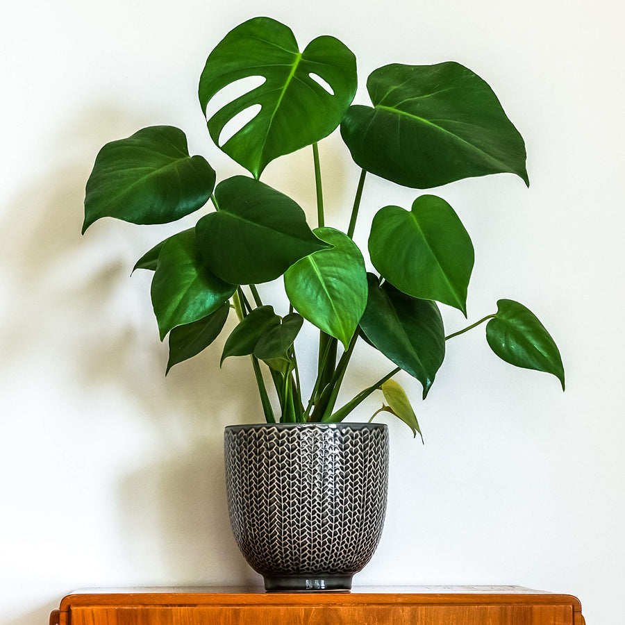 Monstera Deliciosa 91vH4Ajz+RL 4