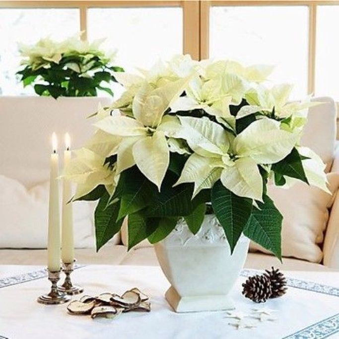 Cream Poinsettia - Yellow Christmas Poinsettia Cream Poinsettia - Yellow Christmas Poinsettia image1 1