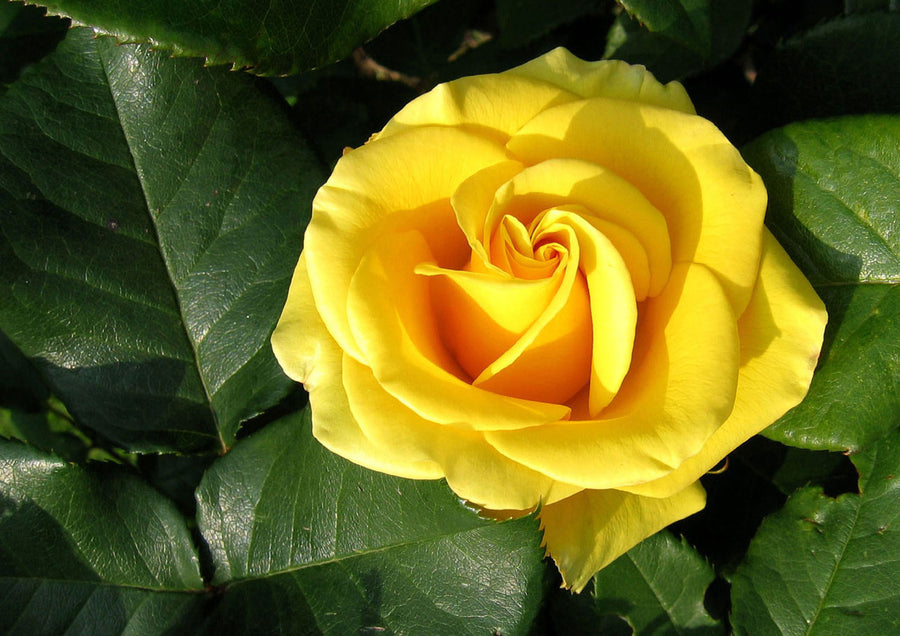 Bronze 8th Wedding Anniversary Rose Bush Gift Wrapped anniversary yellow rose bush 2