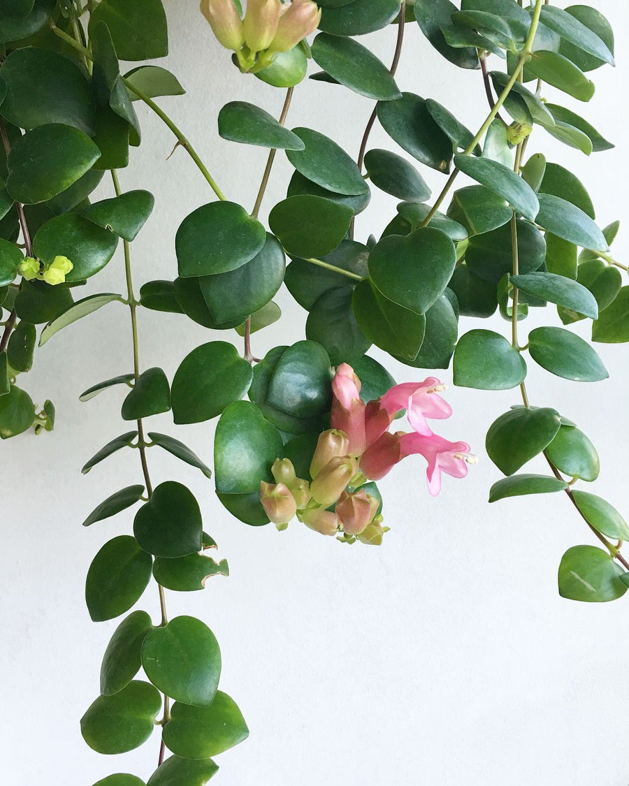Aeschynanthus 'Thai Pink' Lipstick Hanging Plant 9793829a6ead72b99fb8351df21f108d 1