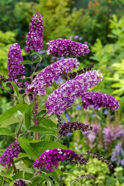 Buddleja 'Berries and Cream' Buddleja 'Berries and Cream' image4 4