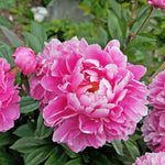 Paeonia Lactiflora Hybrid 'Chinese Peony'  3