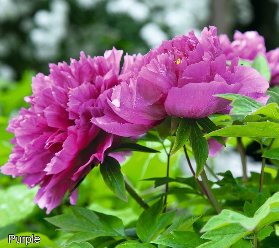 Tree Peony - Purple Tree Peony - Purple image2 2