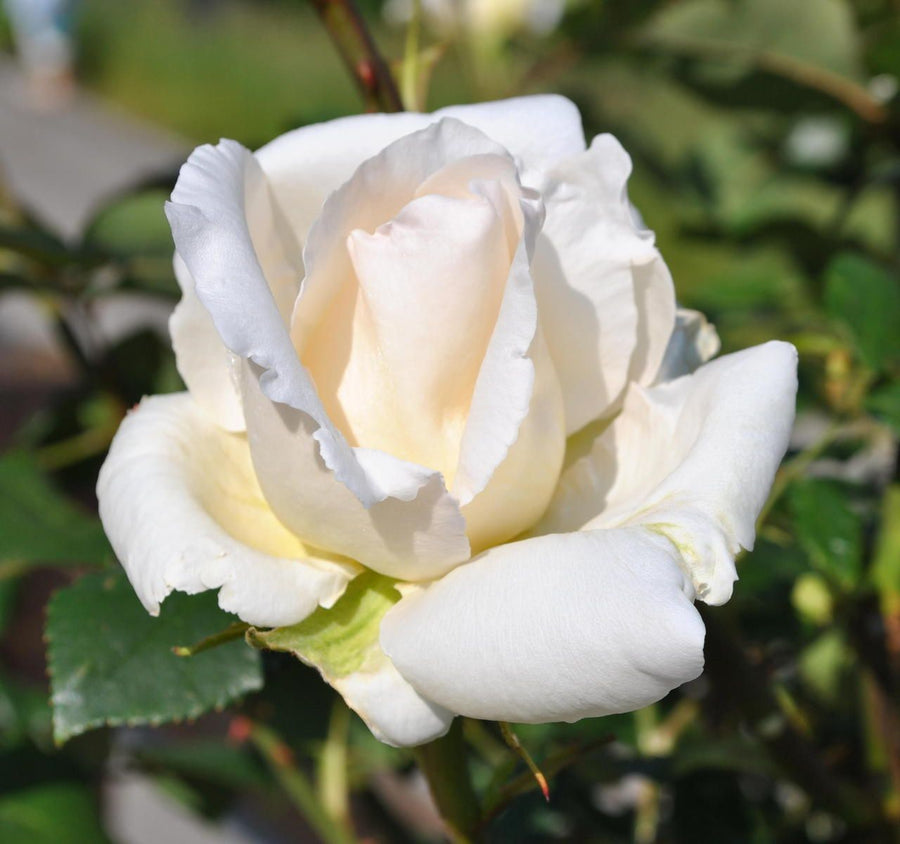 Thank You Rose Bush Gift Wrapped Thank You Rose Bush Gift Wrapped image2 2
