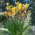 Kangaroo Paw Beauty Houseplant  7