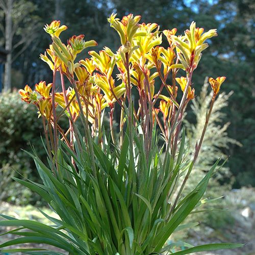 Kangaroo Paw Beauty Houseplant  7