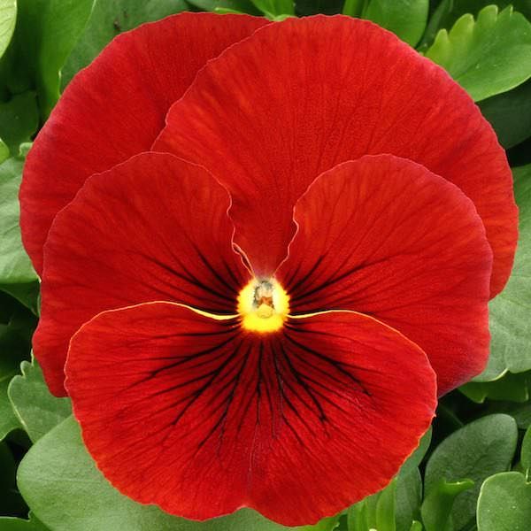 Trailing Pansy Freefall XL  3