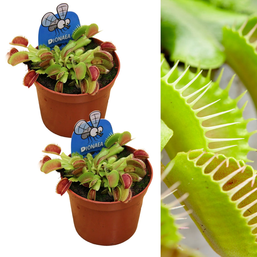 Venus Fly Trap Indoor Plants 2 x Venus Fly Trap Plants image1 2