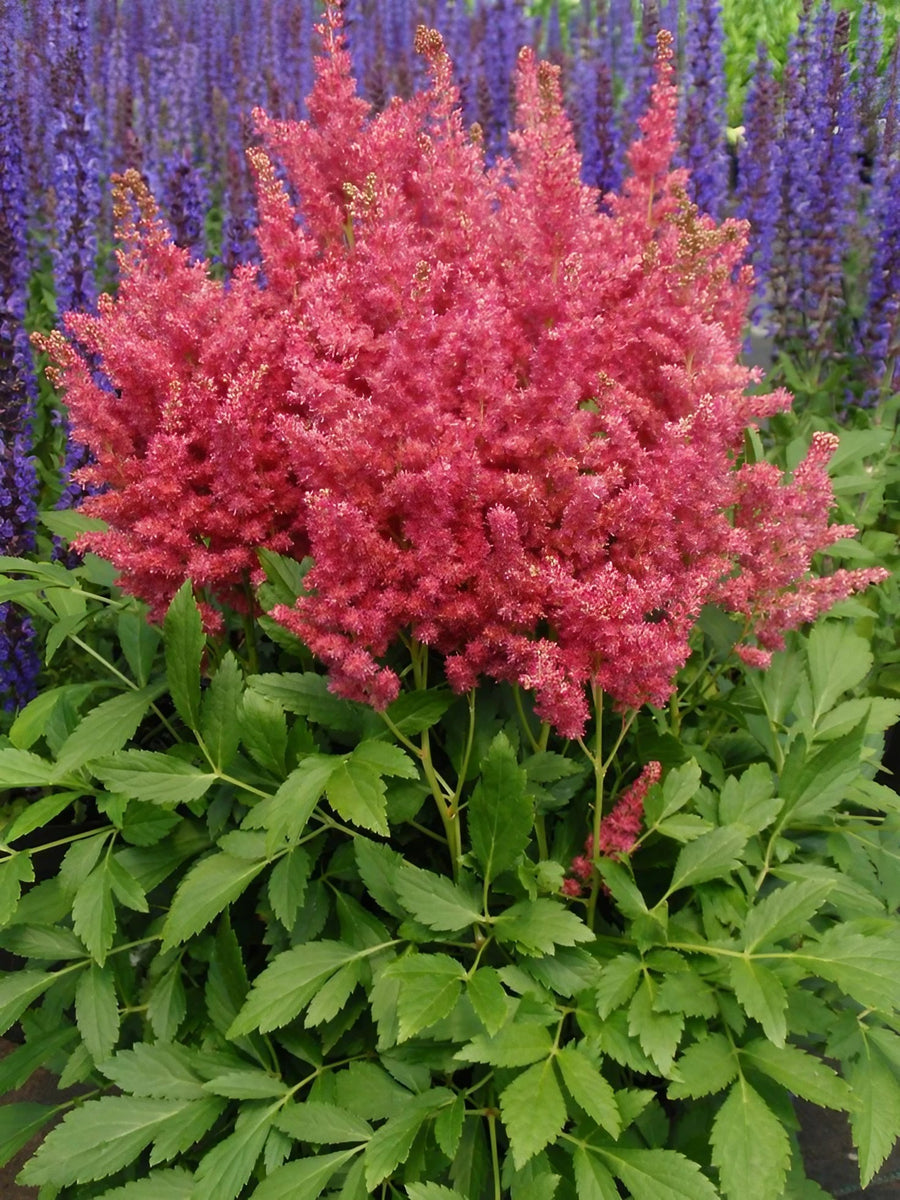 Astilbe Plant Mix Astilbe Plant Mix (2 Plants) image3 3