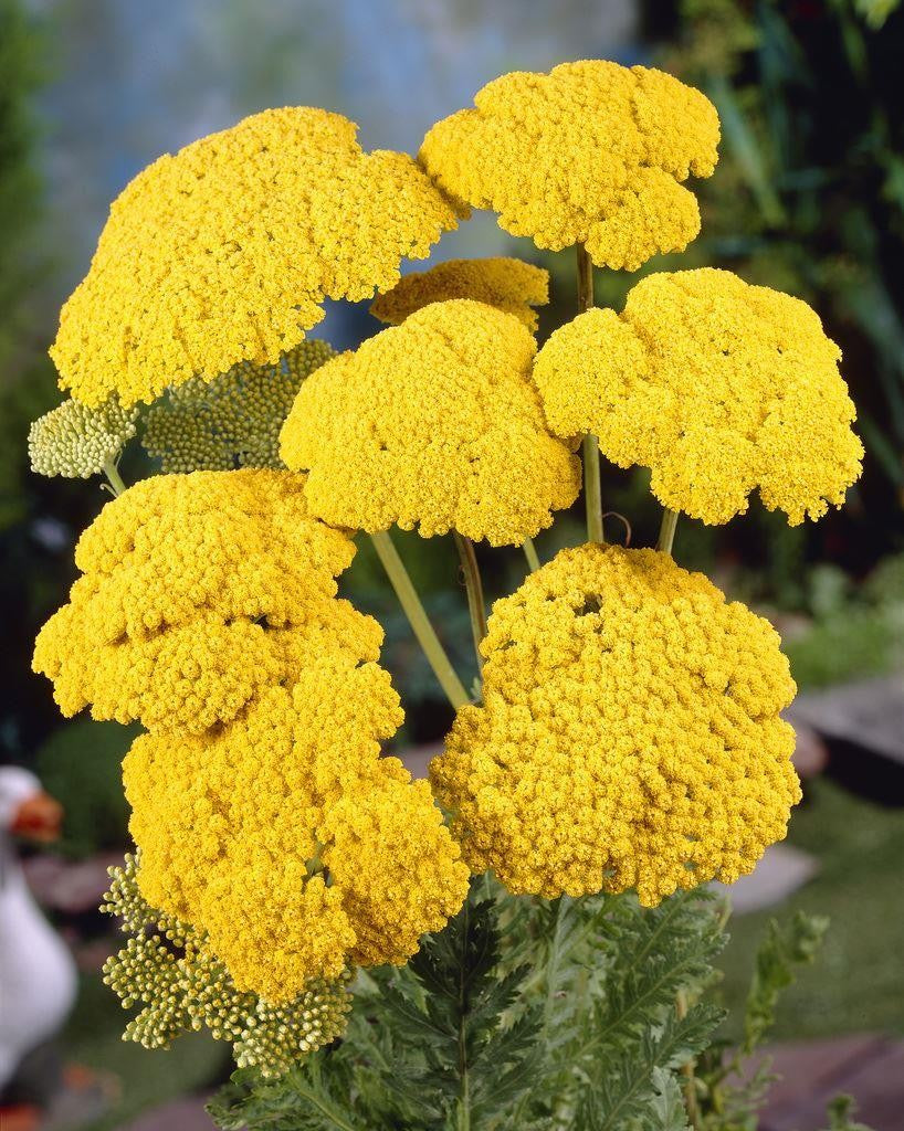 Achillea Yarrow - Coronation Gold A4FF7525EEBE7CC76E2289B2E90DC761 5