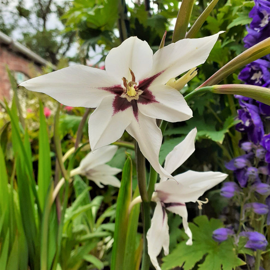 Acidanthera Gladiolus Murielae Summer Bulbs ACDNGADBLB - acidanthera gladiolus white summer flower bulb - image1 1
