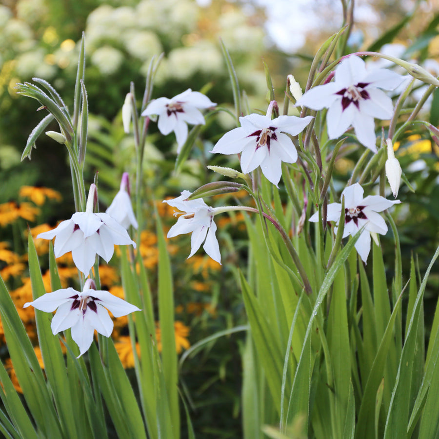 Acidanthera Gladiolus Murielae Summer Bulbs ACDNGADBLB - acidanthera gladiolus white summer flower bulb - image2 2